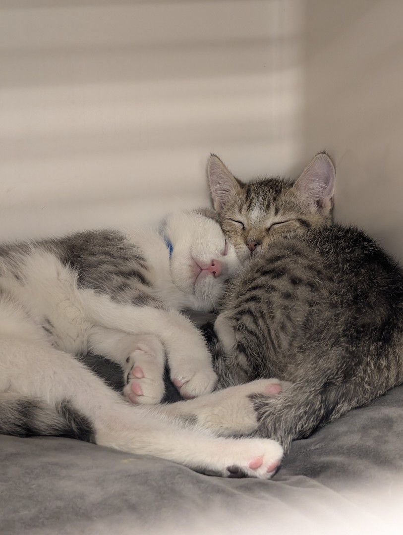 cats_snuggle